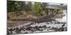 Africa. Tanzania. Wildebeest herd crossing the Mara River, Serengeti National Park.-Ralph H. Bendjebar-Mounted Photographic Print