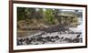 Africa. Tanzania. Wildebeest herd crossing the Mara River, Serengeti National Park.-Ralph H. Bendjebar-Framed Photographic Print