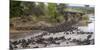 Africa. Tanzania. Wildebeest herd crossing the Mara River, Serengeti National Park.-Ralph H. Bendjebar-Mounted Photographic Print