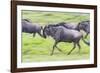 Africa. Tanzania. Wildebeest running during the Migration, Serengeti National Park.-Ralph H. Bendjebar-Framed Photographic Print