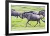 Africa. Tanzania. Wildebeest running during the Migration, Serengeti National Park.-Ralph H. Bendjebar-Framed Photographic Print