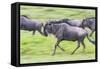 Africa. Tanzania. Wildebeest running during the Migration, Serengeti National Park.-Ralph H. Bendjebar-Framed Stretched Canvas