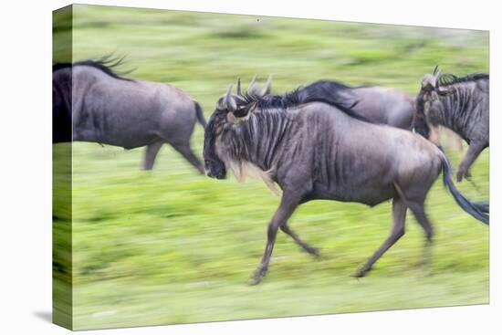 Africa. Tanzania. Wildebeest running during the Migration, Serengeti National Park.-Ralph H. Bendjebar-Stretched Canvas