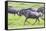 Africa. Tanzania. Wildebeest running during the Migration, Serengeti National Park.-Ralph H. Bendjebar-Framed Stretched Canvas