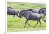 Africa. Tanzania. Wildebeest running during the Migration, Serengeti National Park.-Ralph H. Bendjebar-Framed Photographic Print