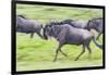 Africa. Tanzania. Wildebeest running during the Migration, Serengeti National Park.-Ralph H. Bendjebar-Framed Photographic Print