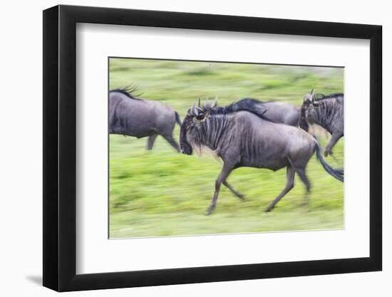 Africa. Tanzania. Wildebeest running during the Migration, Serengeti National Park.-Ralph H. Bendjebar-Framed Premium Photographic Print