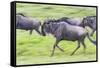 Africa. Tanzania. Wildebeest running during the Migration, Serengeti National Park.-Ralph H. Bendjebar-Framed Stretched Canvas