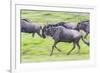 Africa. Tanzania. Wildebeest running during the Migration, Serengeti National Park.-Ralph H. Bendjebar-Framed Photographic Print