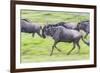 Africa. Tanzania. Wildebeest running during the Migration, Serengeti National Park.-Ralph H. Bendjebar-Framed Photographic Print