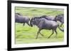 Africa. Tanzania. Wildebeest running during the Migration, Serengeti National Park.-Ralph H. Bendjebar-Framed Photographic Print