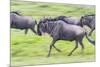 Africa. Tanzania. Wildebeest running during the Migration, Serengeti National Park.-Ralph H. Bendjebar-Mounted Photographic Print