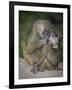 Africa. Tanzania. Yellow baboon, Papio cynocephalus, female with baby at Serengeti National Park.-Ralph H. Bendjebar-Framed Photographic Print