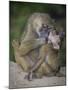 Africa. Tanzania. Yellow baboon, Papio cynocephalus, female with baby at Serengeti National Park.-Ralph H. Bendjebar-Mounted Photographic Print