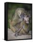 Africa. Tanzania. Yellow baboon, Papio cynocephalus, female with baby at Serengeti National Park.-Ralph H. Bendjebar-Framed Stretched Canvas