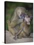 Africa. Tanzania. Yellow baboon, Papio cynocephalus, female with baby at Serengeti National Park.-Ralph H. Bendjebar-Stretched Canvas