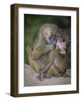 Africa. Tanzania. Yellow baboon, Papio cynocephalus, female with baby at Serengeti National Park.-Ralph H. Bendjebar-Framed Photographic Print