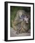 Africa. Tanzania. Yellow baboon, Papio cynocephalus, female with baby at Serengeti National Park.-Ralph H. Bendjebar-Framed Photographic Print