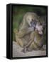 Africa. Tanzania. Yellow baboon, Papio cynocephalus, female with baby at Serengeti National Park.-Ralph H. Bendjebar-Framed Stretched Canvas