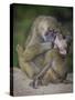 Africa. Tanzania. Yellow baboon, Papio cynocephalus, female with baby at Serengeti National Park.-Ralph H. Bendjebar-Stretched Canvas