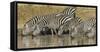 Africa. Tanzania. Zebra drinking at Ngorongoro Crater.-Ralph H. Bendjebar-Framed Stretched Canvas