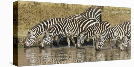 Africa. Tanzania. Zebra drinking at Ngorongoro Crater.-Ralph H. Bendjebar-Stretched Canvas