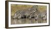 Africa. Tanzania. Zebra drinking at Ngorongoro Crater.-Ralph H. Bendjebar-Framed Photographic Print