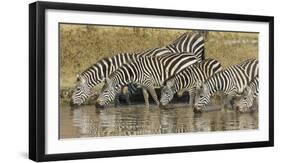Africa. Tanzania. Zebra drinking at Ngorongoro Crater.-Ralph H. Bendjebar-Framed Photographic Print