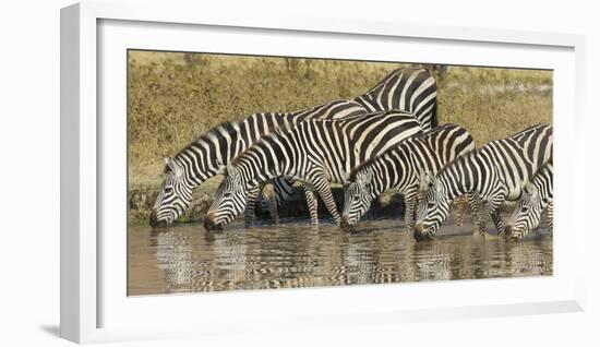 Africa. Tanzania. Zebra drinking at Ngorongoro Crater.-Ralph H. Bendjebar-Framed Photographic Print