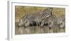 Africa. Tanzania. Zebra drinking at Ngorongoro Crater.-Ralph H. Bendjebar-Framed Photographic Print