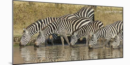 Africa. Tanzania. Zebra drinking at Ngorongoro Crater.-Ralph H. Bendjebar-Mounted Photographic Print