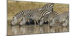 Africa. Tanzania. Zebra drinking at Ngorongoro Crater.-Ralph H. Bendjebar-Mounted Photographic Print