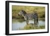 Africa, Tanzania, zebra-Lee Klopfer-Framed Photographic Print