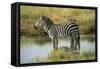 Africa, Tanzania, zebra-Lee Klopfer-Framed Stretched Canvas