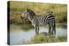 Africa, Tanzania, zebra-Lee Klopfer-Stretched Canvas