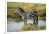 Africa, Tanzania, zebra-Lee Klopfer-Framed Photographic Print