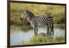 Africa, Tanzania, zebra-Lee Klopfer-Framed Photographic Print