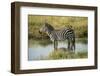 Africa, Tanzania, zebra-Lee Klopfer-Framed Photographic Print