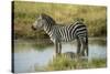 Africa, Tanzania, zebra-Lee Klopfer-Stretched Canvas