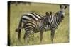 Africa, Tanzania, zebra-Lee Klopfer-Stretched Canvas