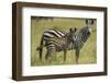 Africa, Tanzania, zebra-Lee Klopfer-Framed Photographic Print