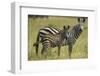 Africa, Tanzania, zebra-Lee Klopfer-Framed Photographic Print