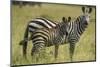 Africa, Tanzania, zebra-Lee Klopfer-Mounted Photographic Print