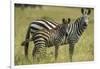 Africa, Tanzania, zebra-Lee Klopfer-Framed Photographic Print