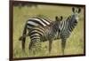 Africa, Tanzania, zebra-Lee Klopfer-Framed Photographic Print