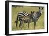 Africa, Tanzania, zebra-Lee Klopfer-Framed Photographic Print