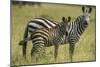 Africa, Tanzania, zebra-Lee Klopfer-Mounted Photographic Print