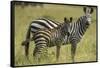 Africa, Tanzania, zebra-Lee Klopfer-Framed Stretched Canvas
