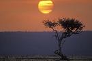 Just the Print