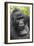 Africa, Uganda, Bwindi Impenetrable Forest and National Park. Mountain gorillas.-Emily Wilson-Framed Photographic Print